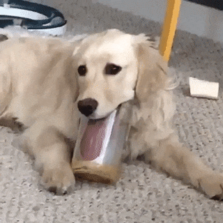 using tongue funny pinterest animal dog and funny animal medium