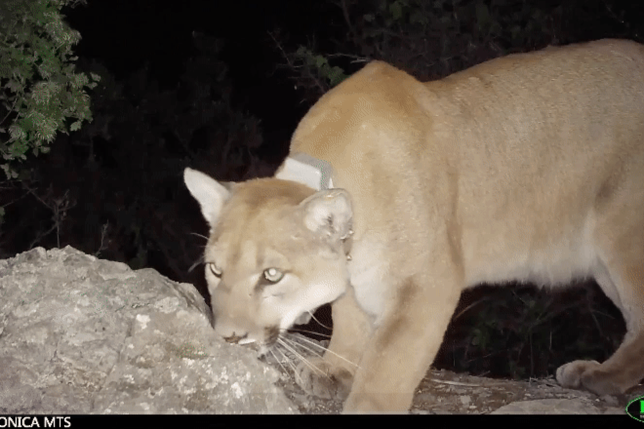 why a mountain lion crossing a california highway is a big deal medium