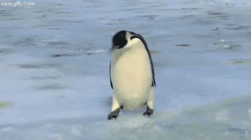 penguin falls through ice gifs tenor medium