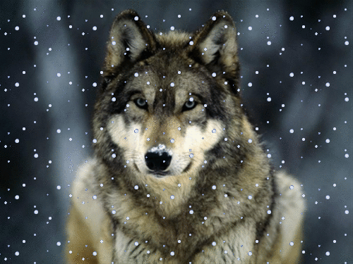 pin by gwen marsh on wolves pinterest wolf animal and dog medium
