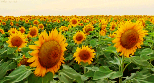 sunflower gif tumblr medium