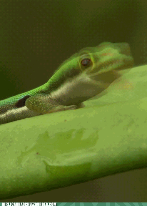 pin by wild rose on great gifs pinterest lizards and animal medium