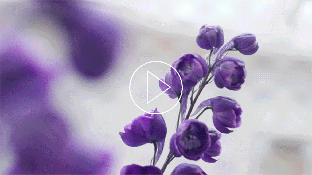 flowerbx flower styling tutorial delphinium milled purple screensavers rainbow rose medium