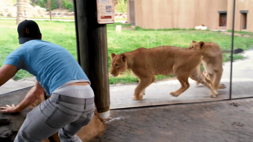 forget cats funny kids vs zoo animals are way funnier try not to medium