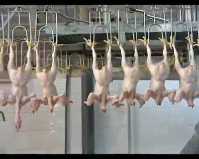 how chicken heads are removed at a poultry production company gifs medium