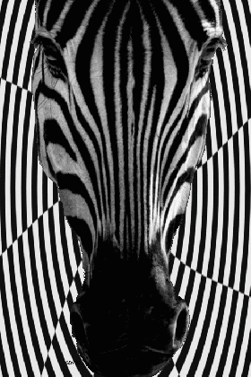 zebra gifs animaatjes nl medium