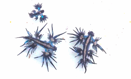 blue sea slugs in a tub the big ones are glaucus medium