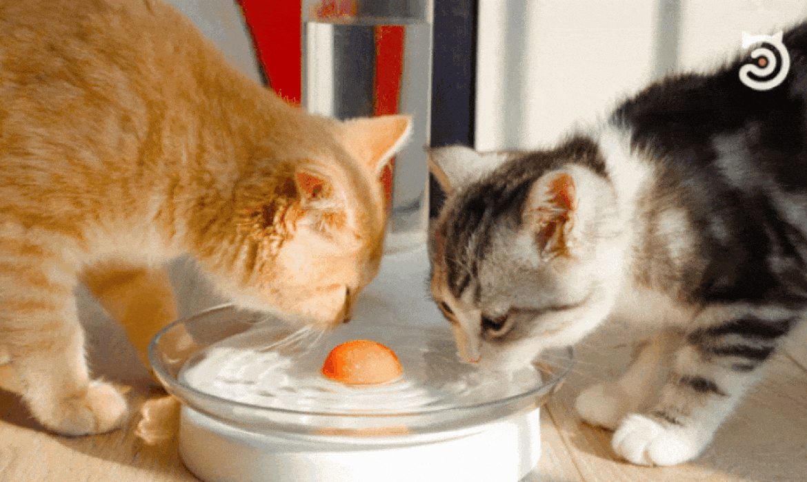 sleek non electric cat fountain designed to keep your kitty hydrated and healthy friendly water tons of drinking gif medium
