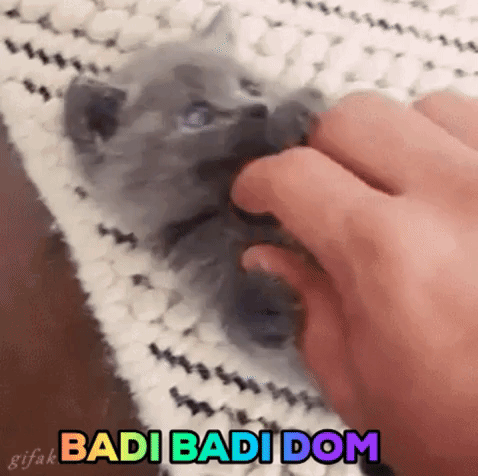 memidigatti immagini di animali divertenti memi di gatti proprio medium