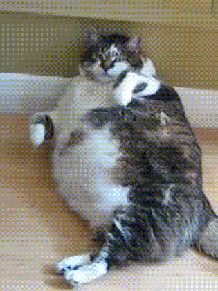 cat fat gif on gifer by blackcrusher medium