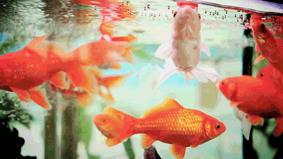 cute animated gif gifs pinterest goldfish and animal medium