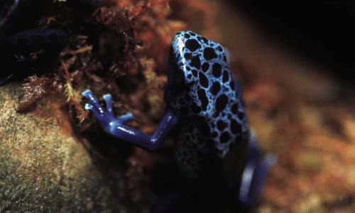 blue poison dart frog on tumblr medium