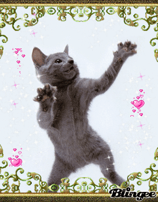 dancing kitty picture 56169876 blingee com medium