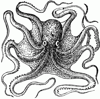 octopus vulgaris lamarck clipart etc medium