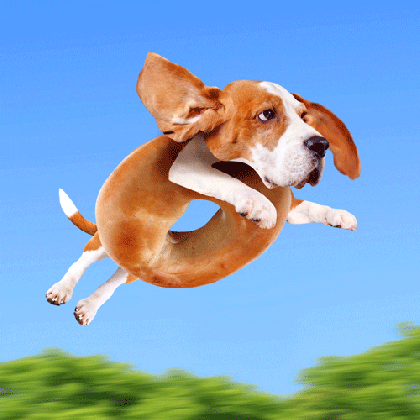 dog day lol gif by justin gammon find share on giphy medium