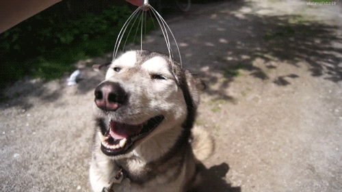 18 things that make dogs insanely happy medium