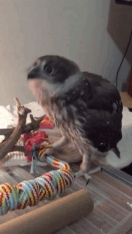 you need to see this baby owl perfectly bop to hotline bling baby medium