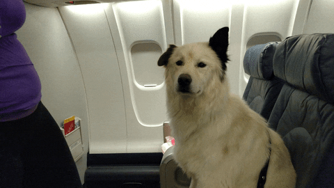 9 tips that will make flying with your furry friend a breeze hauterfly medium
