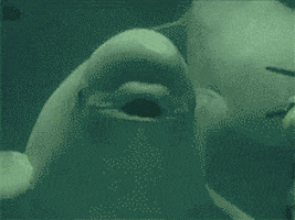 beluga whale japan gifs get the best gif on giphy medium
