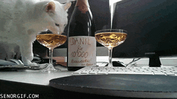 cat drinking gif by cheezburger find share on giphy medium