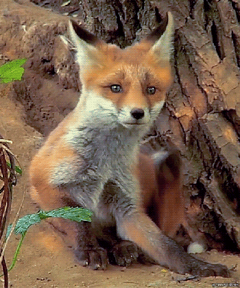 fox has a persistant itch se or gif funny gifs medium