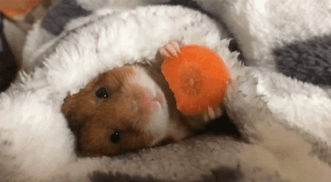 hamster snack gif find share on giphy medium