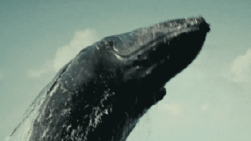 whale breeching gifs find share on giphy medium