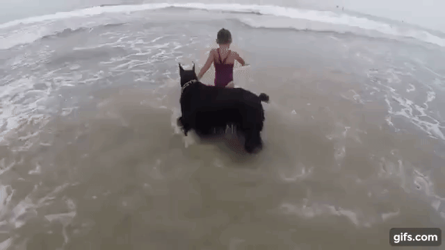 protective dog repeatedly blocks little girl s path to medium