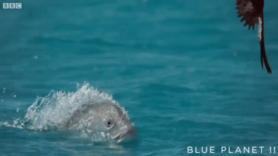 video giant trevally fish swallow birds whole in corker planet medium