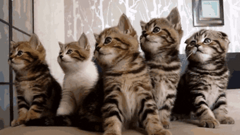 cat following gif find share on giphy medium