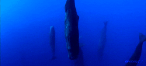 sperm whales gif find share on giphy medium