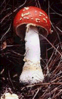 fly agaric gifs get the best gif on giphy medium