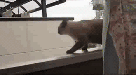 cat jump fail reaction gifs and other such images pinterest gifs medium