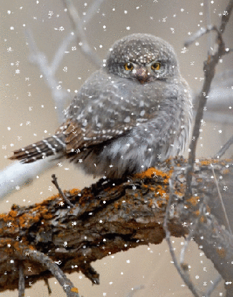 birds bilder baby pygmy owl hintergrund and background fotos 40891160 medium