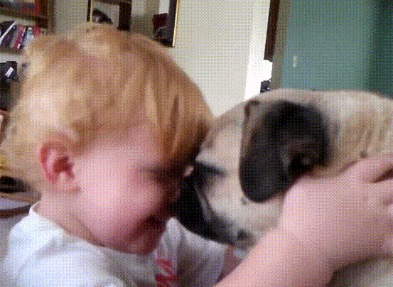 funny pug and baby video compilation medium