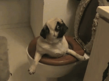 17 dogs that immediately regretted their poor life choices bored medium