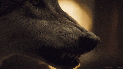 game of thrones direwolves images grey wind wallpaper medium