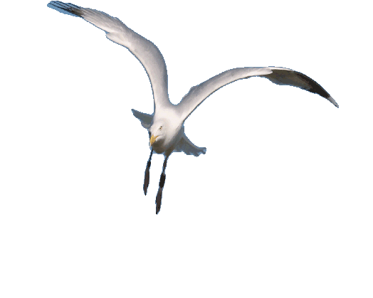 seagull gif clipart best bird animated medium