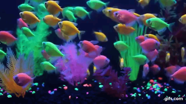 a members beautiful glofish tank 28 images update on medium