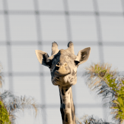 dramatic giraffe gif by san diego zoo find share on giphy medium