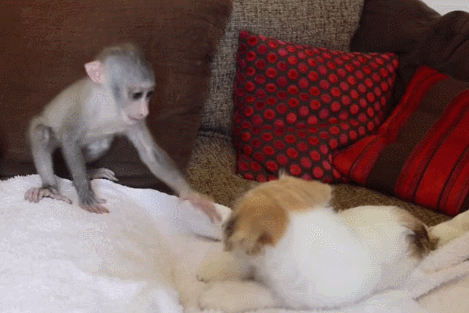 a baby monkey and some jack russell puppies hanging out medium