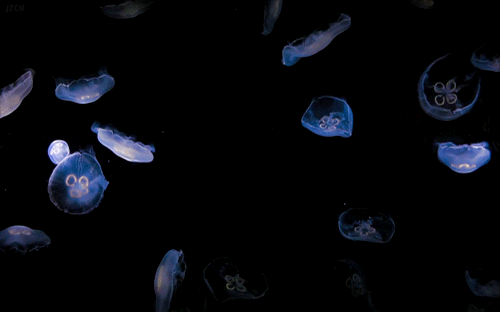jellyfish tumblr static tumblr mk9xmlxsgm1rl6qp7o1 500 gif 500 312 medium