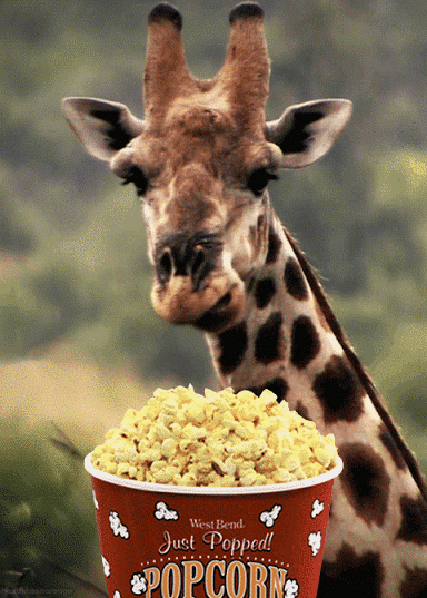 gif giraffe eating popcorn gif being pinterest drama queens medium