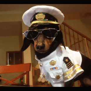 captain dachshund tee pinterest dachshunds dog and baby animals medium