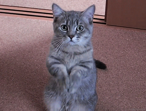cats standing up gifs find share on giphy medium
