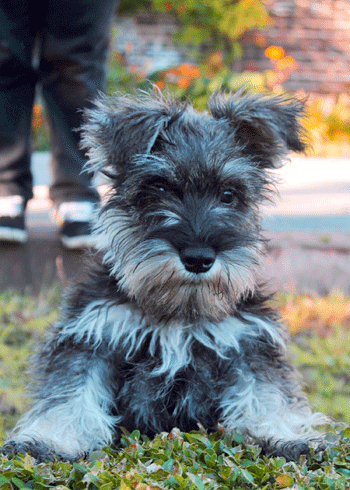 this miniature schnauzer puppy s got that friday feeling medium