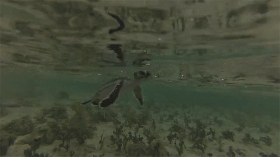 watch 150 tiny sea turtles make their first run into ocean waters medium