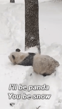 new trending gif on giphy snow panda valentine valentine s day medium