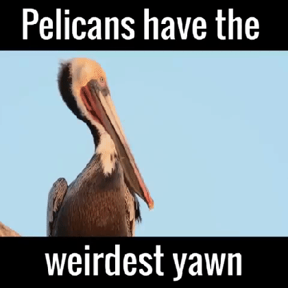 pelicans yawn gif find share on giphy medium