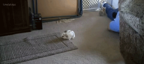 adorable rabbit jumping on 2 legs pictures photos and medium
